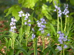 FZ028718 Bluebells in Heath Park.jpg